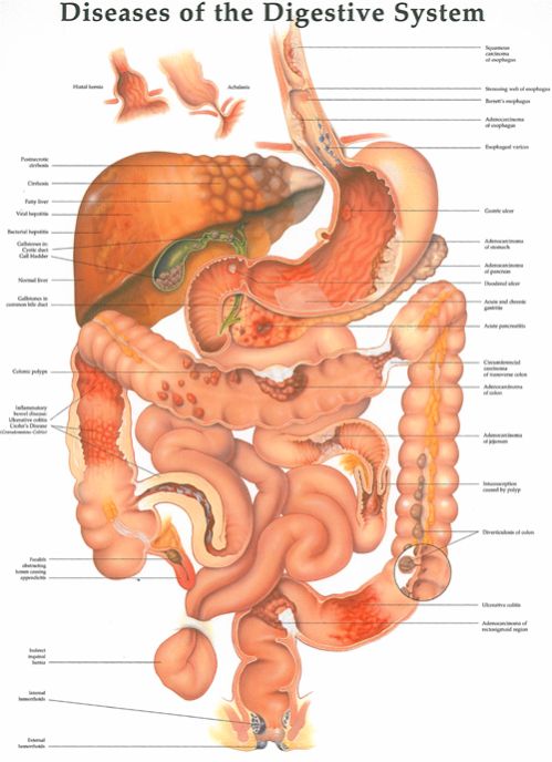 disease-of-digestive-system-buy-disease-of-digestive-system-in-ambala