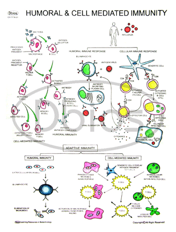 Cell Mediated Immunity Charts