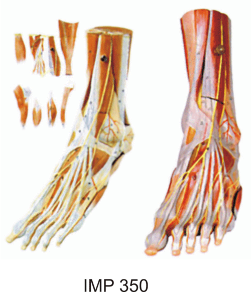 Muscles of Foot