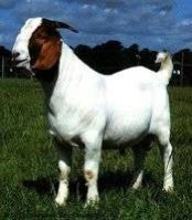 Boer Goats