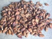 cocoa beans
