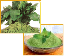 Green Vegetable Powders