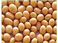 Soya Bean