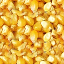 yellow maize