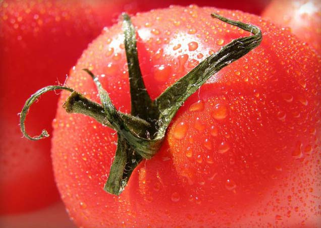 Fresh Tomato