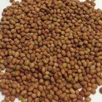 Patel Agro in Rajkot - Retailer of Clover Seed & Groundnut Seeds