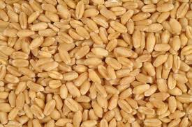 wheat grains