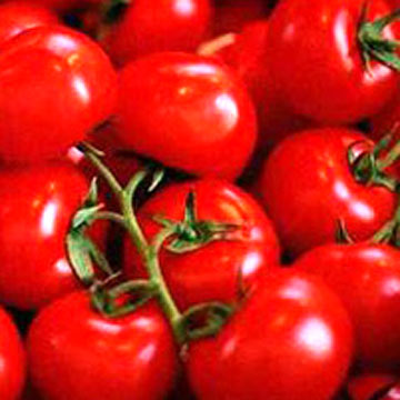 Fresh Tomato, Color : Cherry