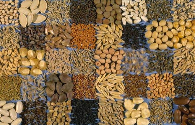 Agro Seeds