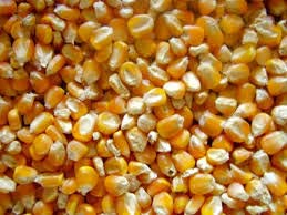 Indian Yellow Maize (new Crop) Machine Cleanedfor Human Consumption