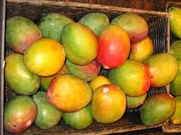 fresh mangoes