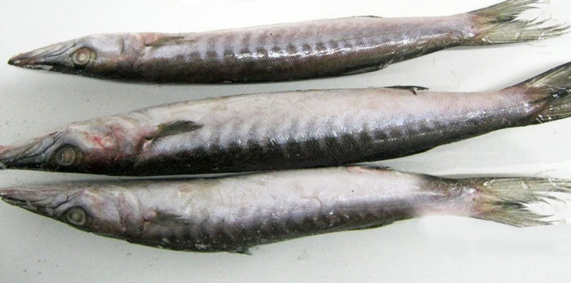 Frozen Barracuda Whole Fish, for Cooking, Food, Packaging Type : Thermocole Box