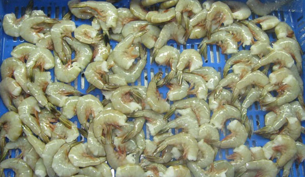 Frozen Headless White Shrimps, for Cooking, Packaging Type : Thermocol Box