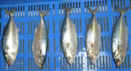 Frozen Indian Mackerel Fish, for Cooking, Food, Packaging Type : Thermocol Box