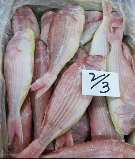 Frozen Japanese Threadfin Bream Fish