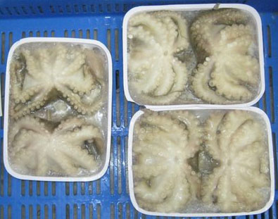 Frozen Octopus Whole Cleaned