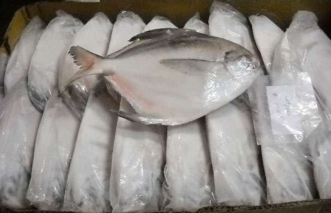Frozen Silver Pomfret Fish, for Cooking, Food, Packaging Type : Thermocole Box