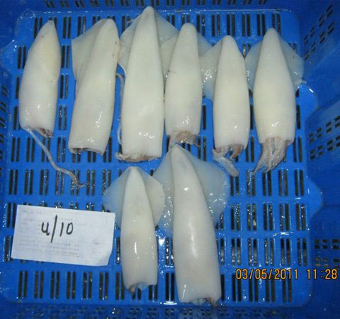 Frozen Squid - Whole Cleaned