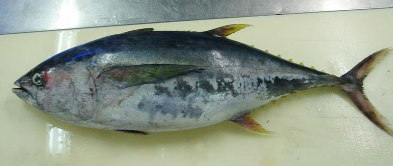 Frozen Yellow Fin Tuna Fish