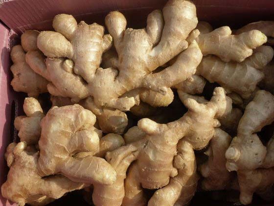 dry ginger