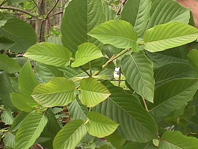 Fresh Kratom Leaves