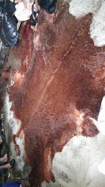 Wet Salted Donkey Hides