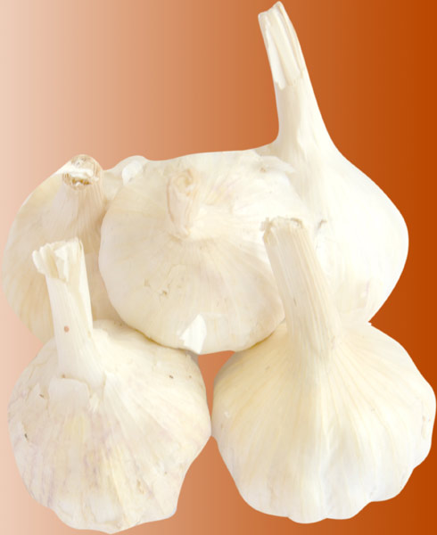 Organic fresh garlic, Packaging Type : Gunny Bags