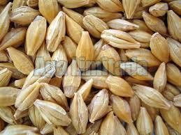 Barley Seeds