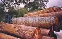 Dibetou Logs
