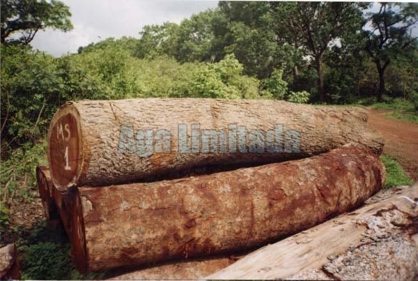 Iroko Logs
