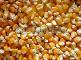 maize seeds