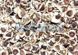 moringa seeds