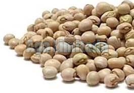 Pigeon Pea