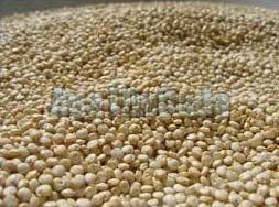 quinoa grain