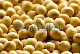 soybean