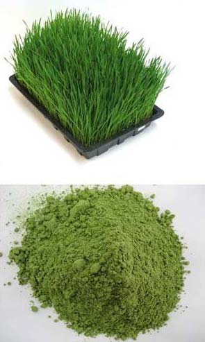 Wheat grass powder