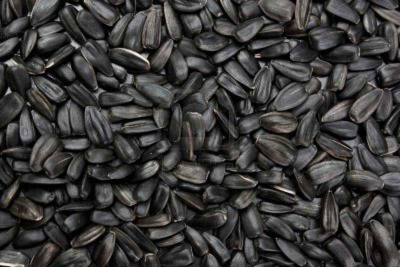 Organic sunflower seeds, for Agriculture, Cooking, Medicinal, Style : Dried