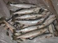 Atlantic Salmon, Pacific Salmon