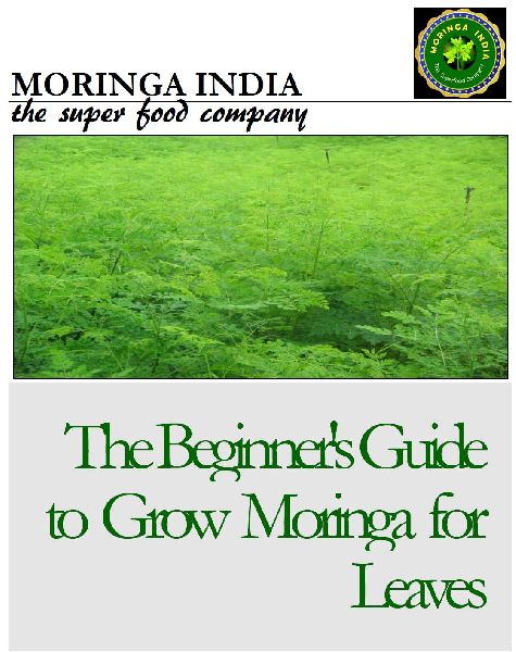 Densitive Moringa Farming System