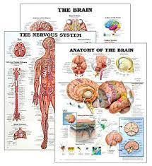 Biological Charts