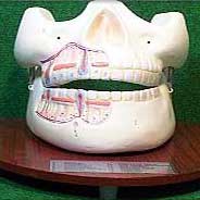 Teeth Model-03