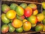 Mango Extract