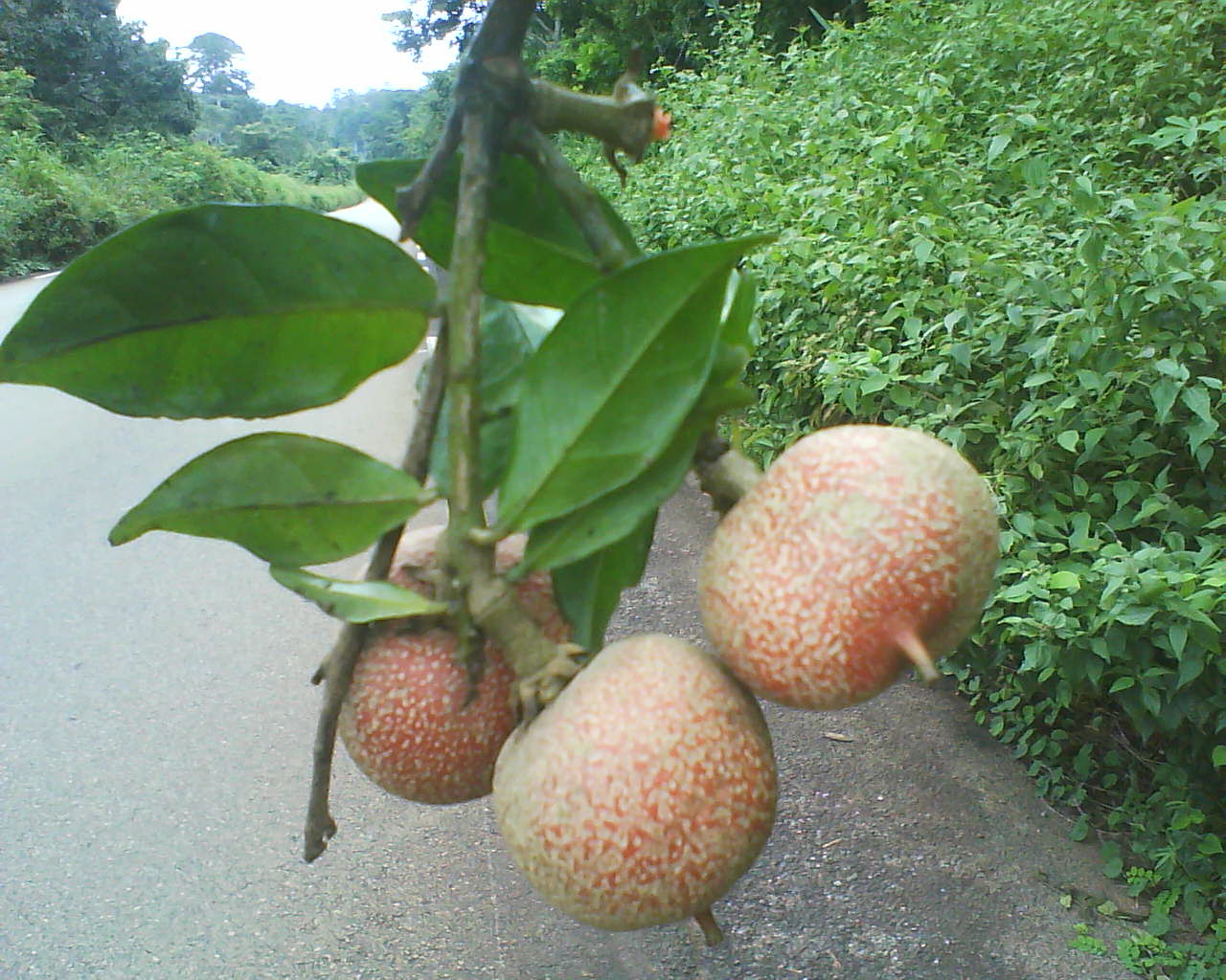 Pentadiplandra Brazzeana