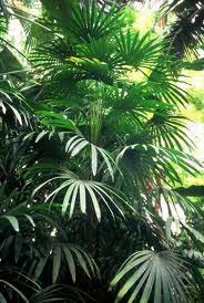 Raphis Palm Plant