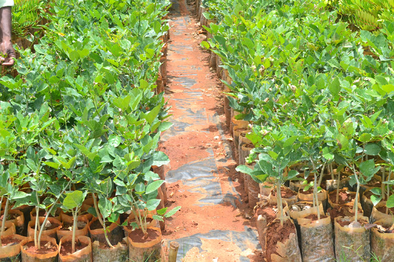 Karanja Seedlings