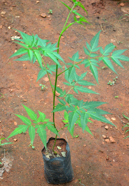 Malabar Neem Seedlings