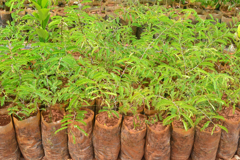 Tamarind Seedlings