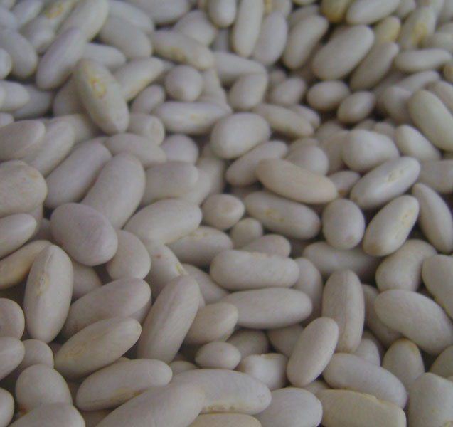 White Bean