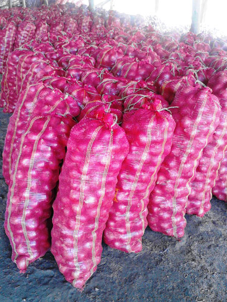 Fresh Indian Nashik Red Onion