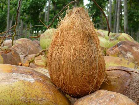 Fresh Semi Husked Coconut